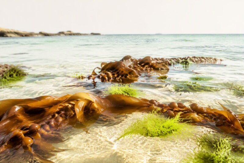 seaweed & natural mineral extracts