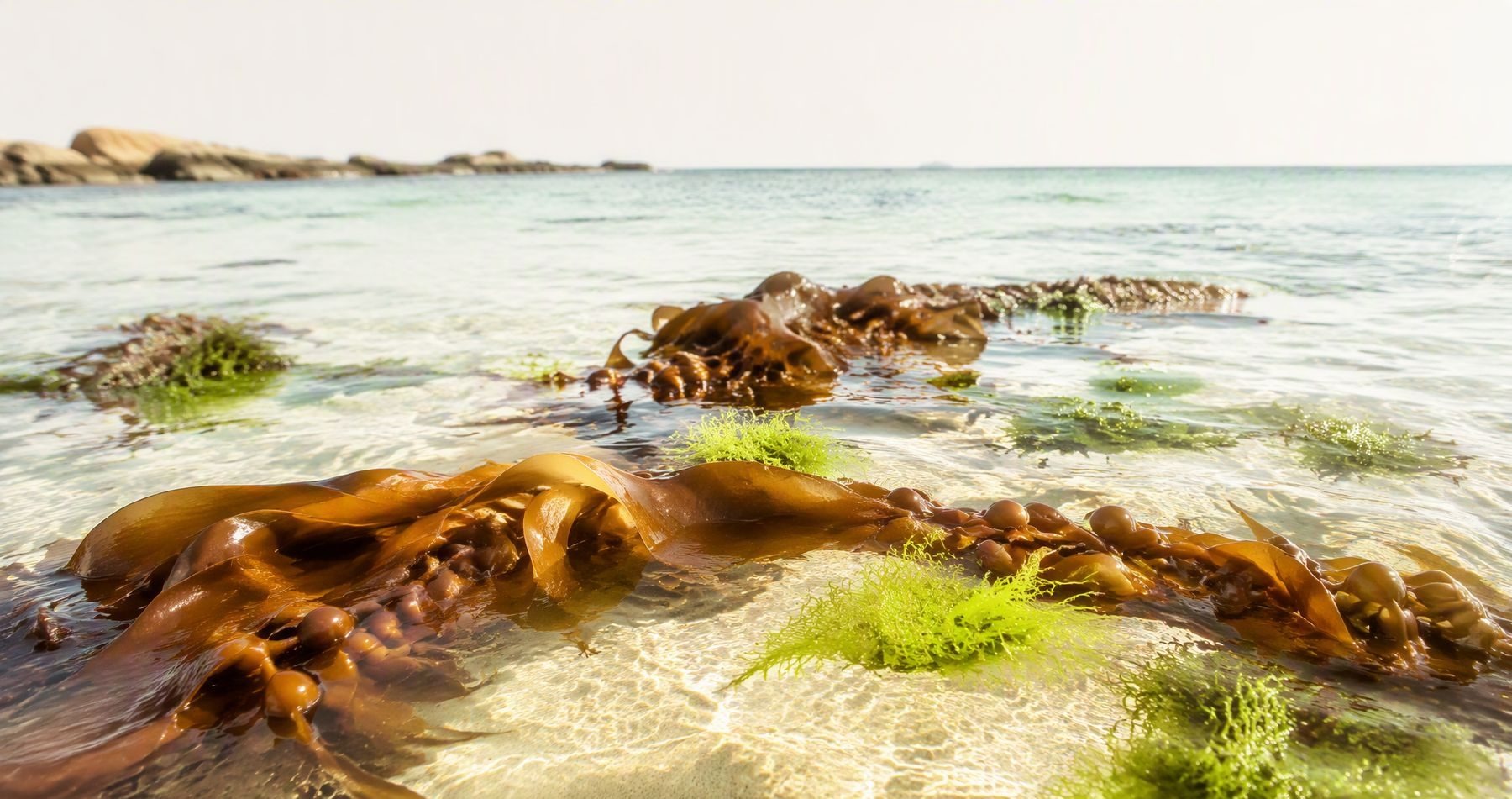 seaweed & natural mineral extracts
