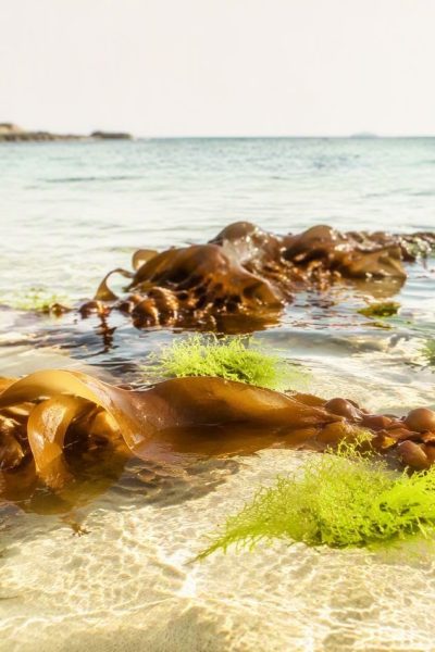 seaweed & natural mineral extracts